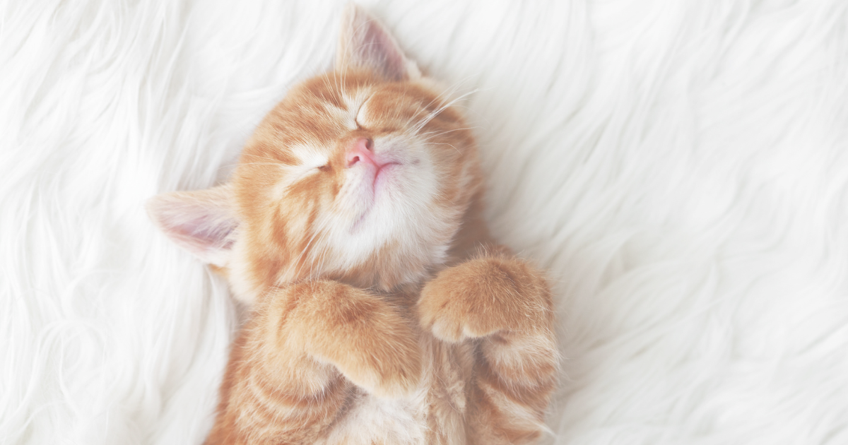 寝相の悪い子猫